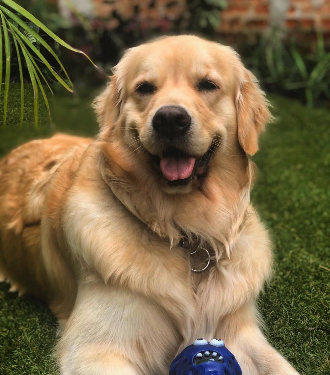 Golden Retriever feliz no quintal